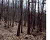 Wald in Rumaenien