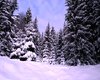 Wald in Rumaenien